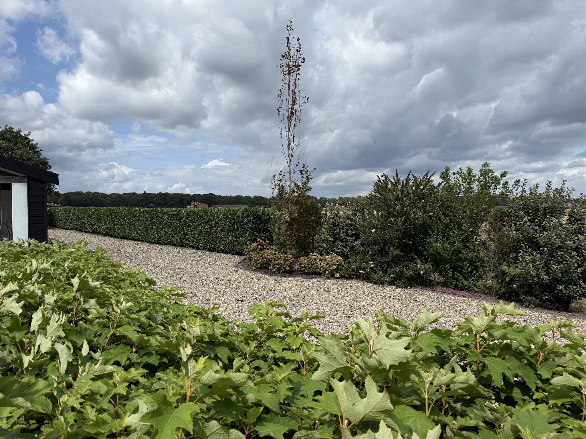 Grindpad langs een lange haag en een gemengde border met eikenbladhortensia